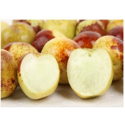 山東鮮棗產(chǎn)地鮮棗火熱上市 舌尖上的美食